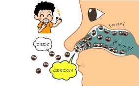 鼻（はな）の穴（あな）の中（なか）の構造（こうぞう）を示（しめ）したイラスト