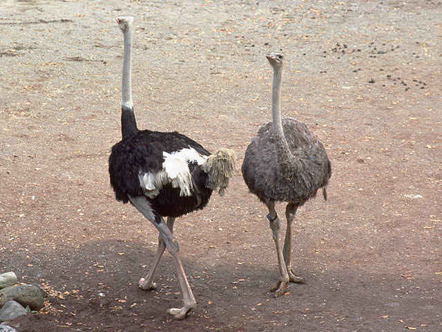 ダチョウ 鳥類 動物 Y きっず図鑑