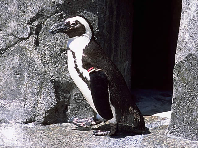 ケープペンギン 鳥類 動物 Y きっず図鑑