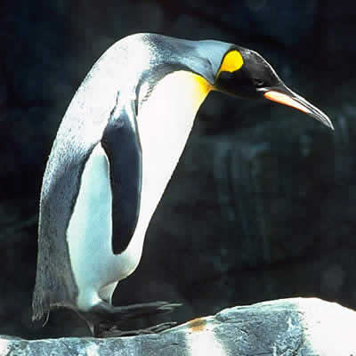 オウサマペンギン