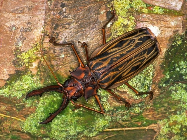 オオキバウスバカミキリ 昆虫 動物 Y きっず図鑑