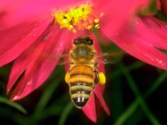 セイヨウミツバチ - 昆虫 - 動物 - Y!きっず図鑑