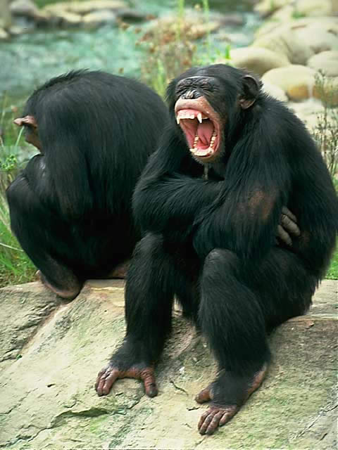 チンパンジー - ほ乳類 - 動物 - Y!きっず図鑑