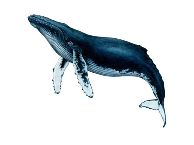 ザトウクジラ ほ乳類 動物 Y きっず図鑑