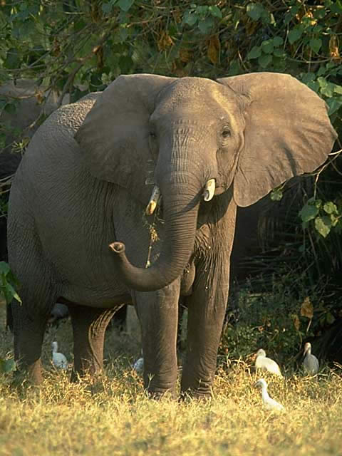 アフリカゾウ ほ乳類 動物 Y きっず図鑑