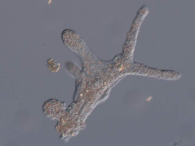 アメーバ 原生生物 動物 Y きっず図鑑