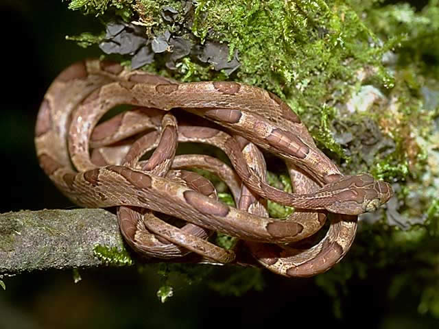 マルガシラツルヘビ