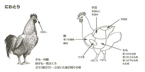 にわとり 食肉 たまご 食材 Y きっず図鑑