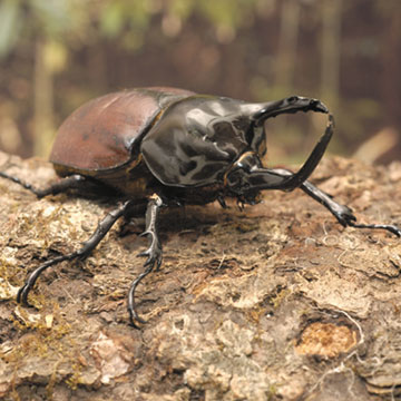 パプアサンボンヅノカブト