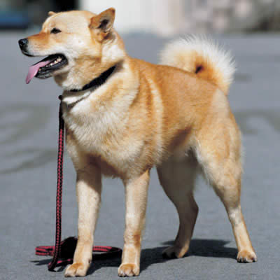 北海道犬（アイヌ犬）