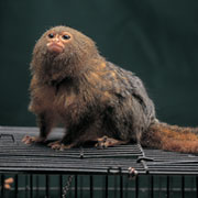 小動物 サルのなかま ペット Y きっず図鑑