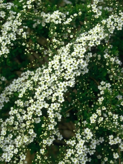 ユキヤナギ 植物 Y きっず図鑑