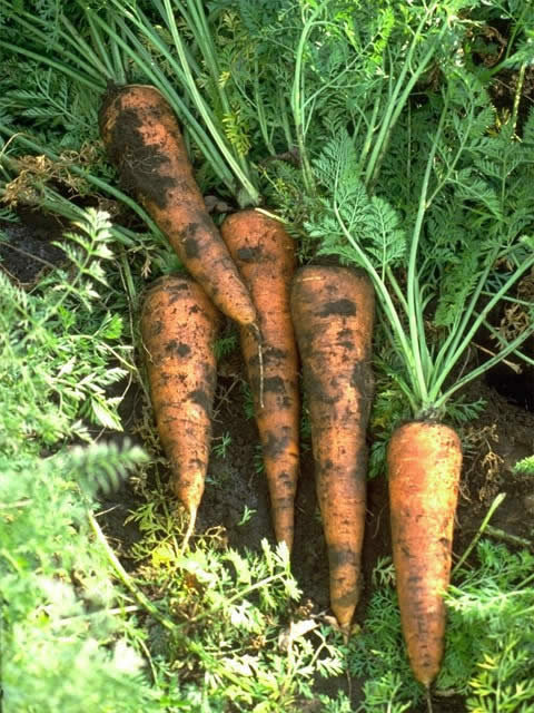 ニンジン 植物 Y きっず図鑑