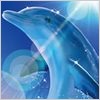 国際イルカ・クジラ教育リサーチセンター