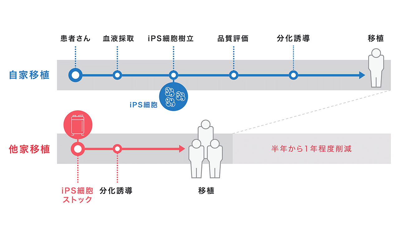 (提供:京都大学iPS細胞研究財団)
