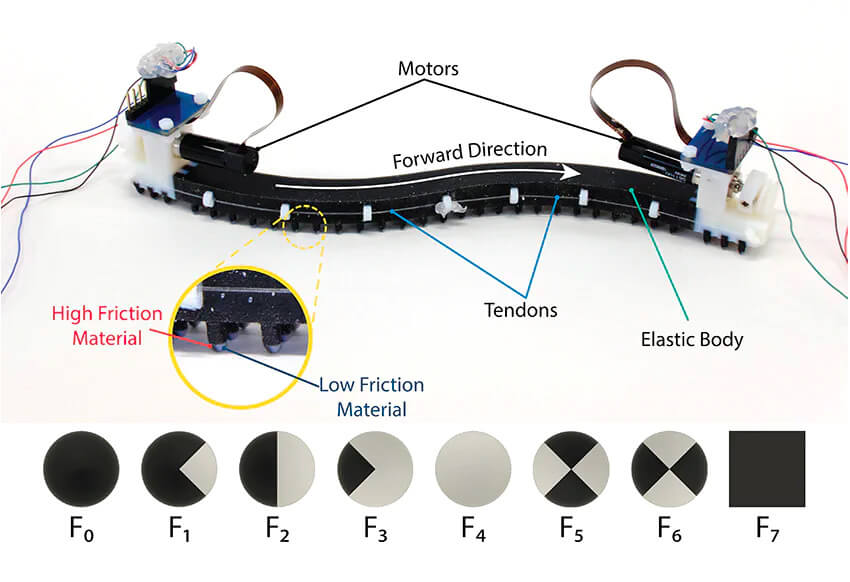 ヘビの鱗から着想を得た摩擦異方性表皮を持つソフト・ロボット