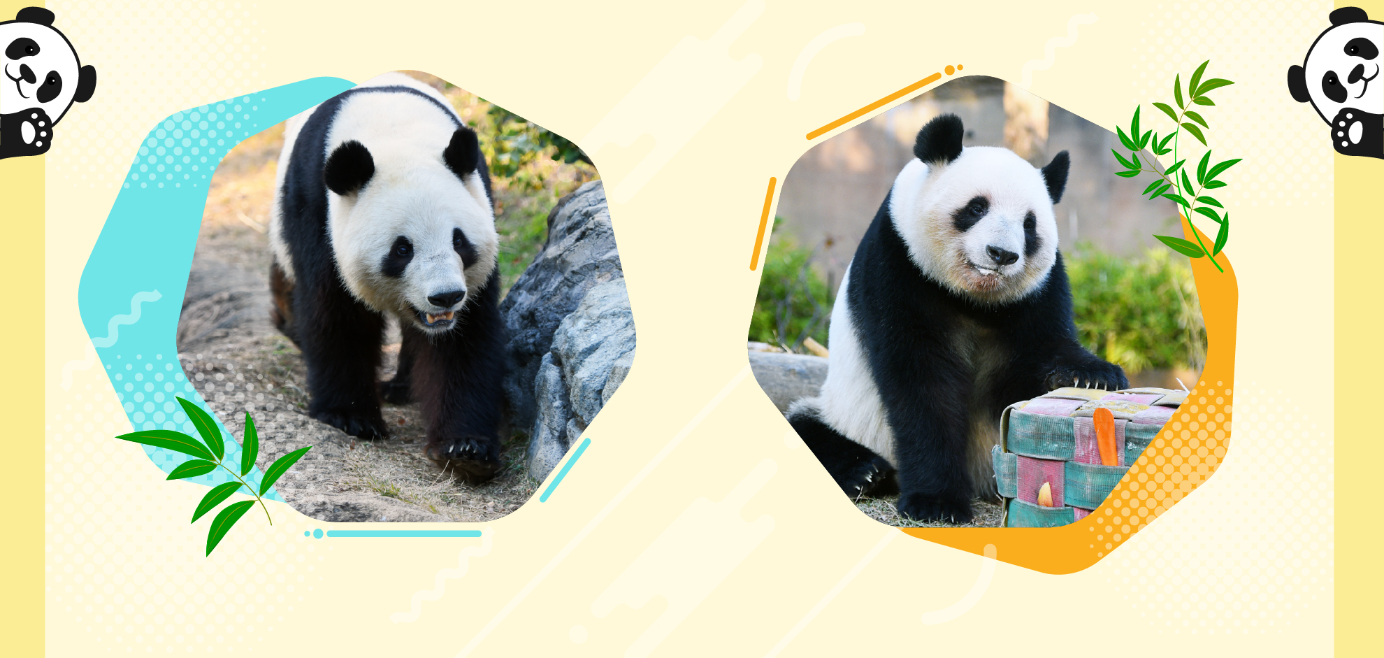 上野動物園の双子のパンダ「シャオシャオ」と「レイレイ」特集 - Yahoo