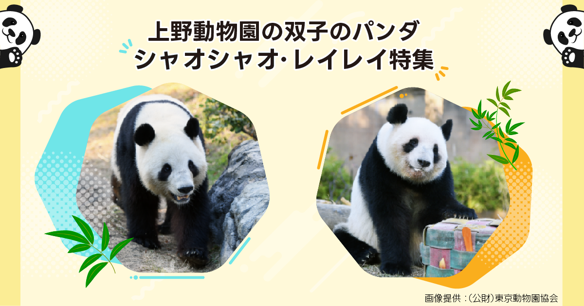 上野動物園の双子のパンダ「シャオシャオ」と「レイレイ」特集 - Yahoo