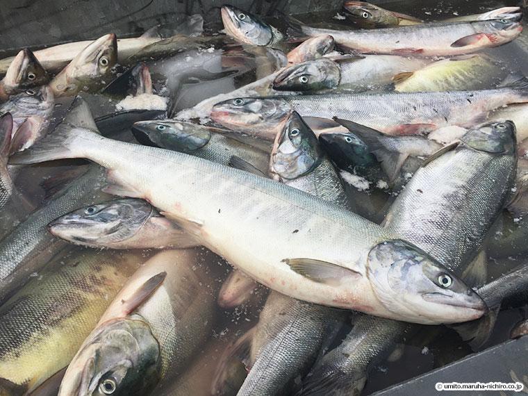 水揚げされた北海道の鮭