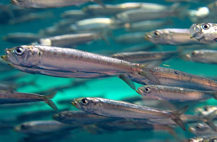 最高で400年以上生きる魚も。魚の寿命ってどれくらい？