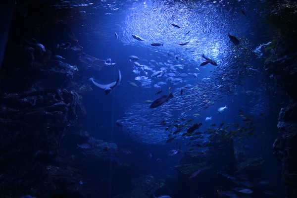 深海6000mに36年前のハンバーグ袋 研究者に聞くプラスチック汚染研究の今 Gyoppy ギョッピー 海から 魚から ハッピーをつくるメディア Yahoo Japan