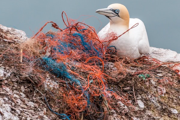 プラスチックを誤食した動物が無残なことに！海に浮かぶゴミ問題