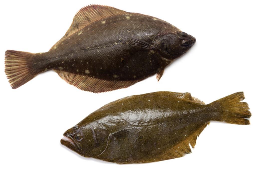 一見そっくり! ヒラメとカレイの違いを探る