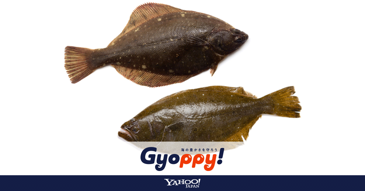 一見そっくり ヒラメとカレイの違いを探る Gyoppy ギョッピー 海から 魚から ハッピーをつくるメディア Yahoo Japan