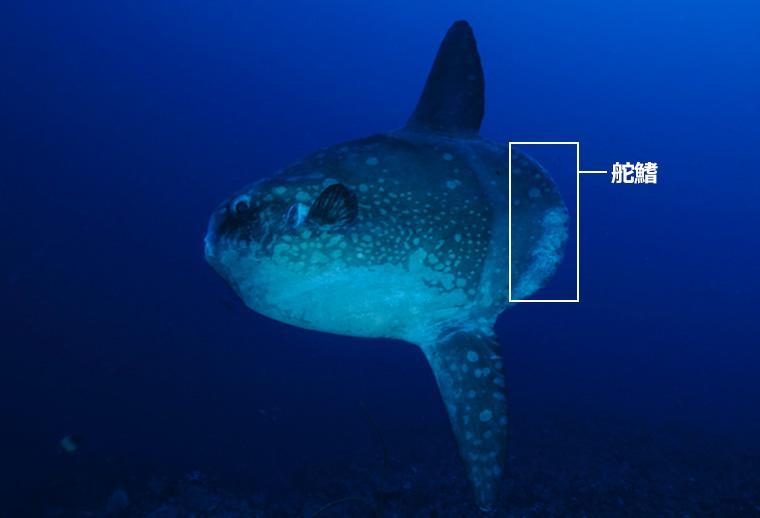 個性が光る 魚のヒレに注目してみよう Gyoppy ギョッピー 海から 魚から ハッピーをつくるメディア Yahoo Japan