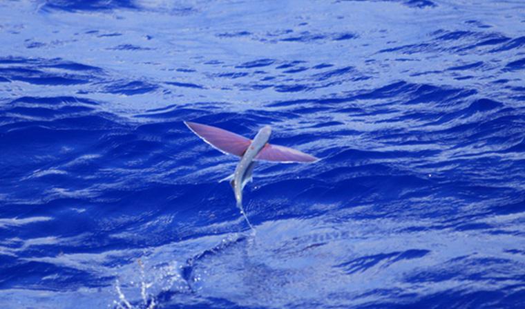 個性が光る 魚のヒレに注目してみよう Gyoppy ギョッピー 海から 魚から ハッピーをつくるメディア Yahoo Japan