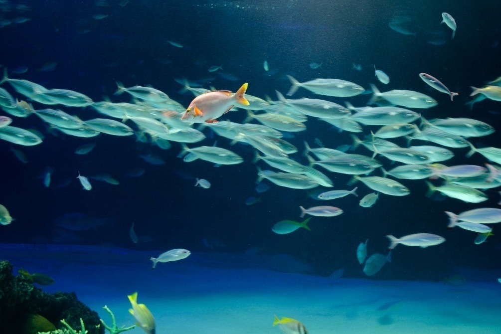 性格のいい魚ほど釣られやすい! 実験で明らかになった面白い習性