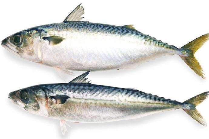 缶詰に使われるのはどんなサバ? 美味しさと資源量の話