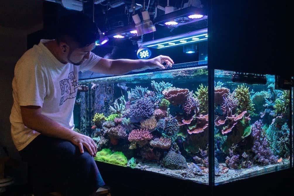 師匠は自然。」自宅にサンゴ礁の海を作る、水生生物マニアにインタビュー | Yahoo! JAPAN SDGs - 豊かな未来のきっかけを届ける