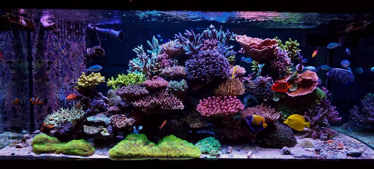 師匠は自然 自宅にサンゴ礁の海を作る 水生生物マニアにインタビュー Yahoo Japan Sdgs 豊かな未来のきっかけを届ける