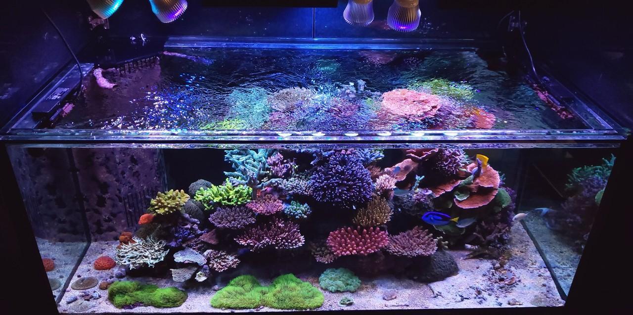 師匠は自然 自宅にサンゴ礁の海を作る 水生生物マニアにインタビュー Gyoppy ギョッピー 海から 魚から ハッピーをつくるメディア Yahoo Japan