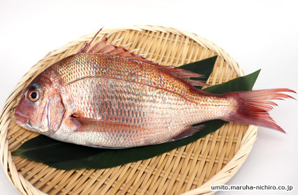 「タイ」と名のつく魚は多けれど、本物のタイは一部だけ？