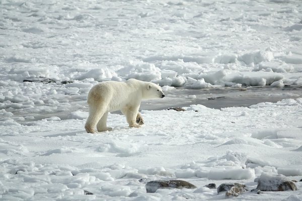 北極もプラスチックによる汚染！　雪に混じる廃プラの欠片