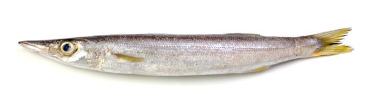 梭子魚