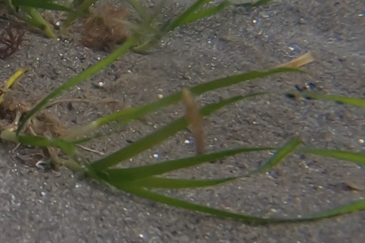 海森モリTV 第20話：4代目アマモ植え付け＆年末生きていたアマモの観察