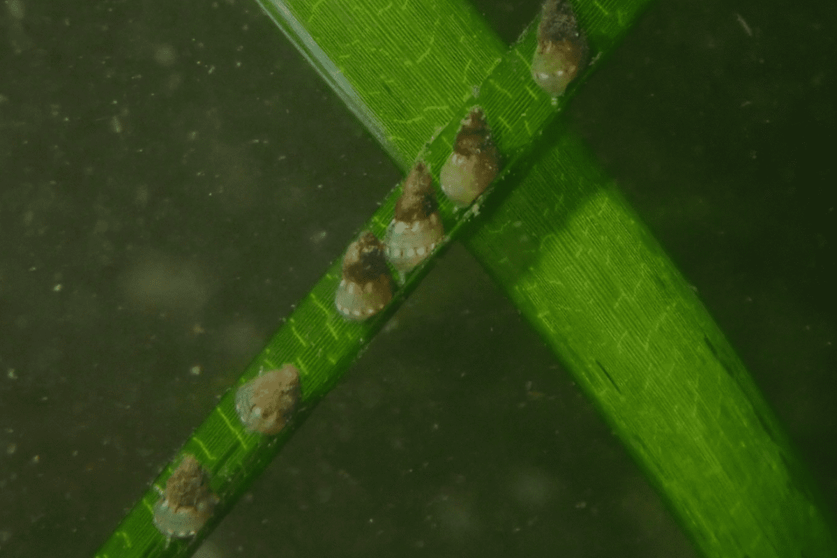 海森モリTV 第21話：嵐が続いた中で、2代目・4代目アマモは元気に育っているか!?