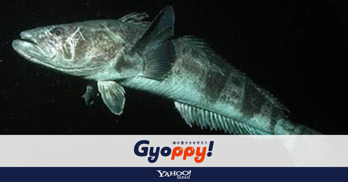 日本から消えつつある うまい魚 Gyoppy ギョッピー 海から 魚から ハッピーをつくるメディア Yahoo Japan