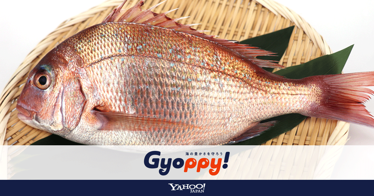 タイ と名のつく魚は多けれど 本物のタイは一部だけ Gyoppy ギョッピー 海から 魚から ハッピーをつくるメディア Yahoo Japan