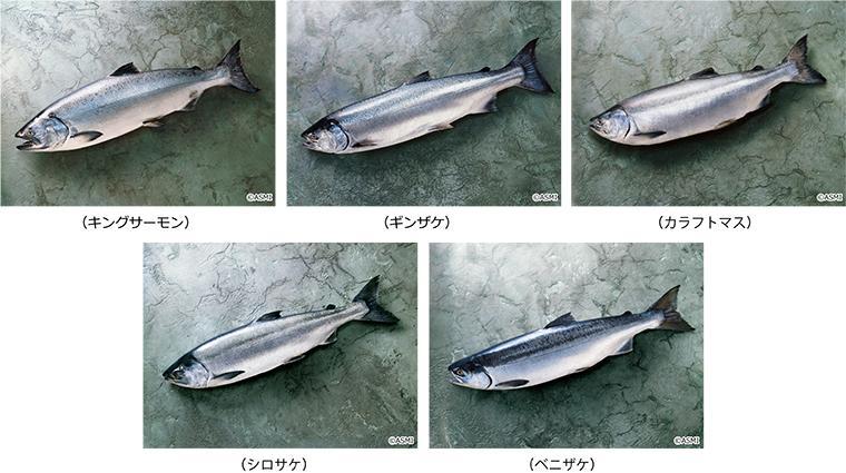 サーモンとサケは違うのでしょうか Gyoppy ギョッピー 海から 魚から ハッピーをつくるメディア Yahoo Japan