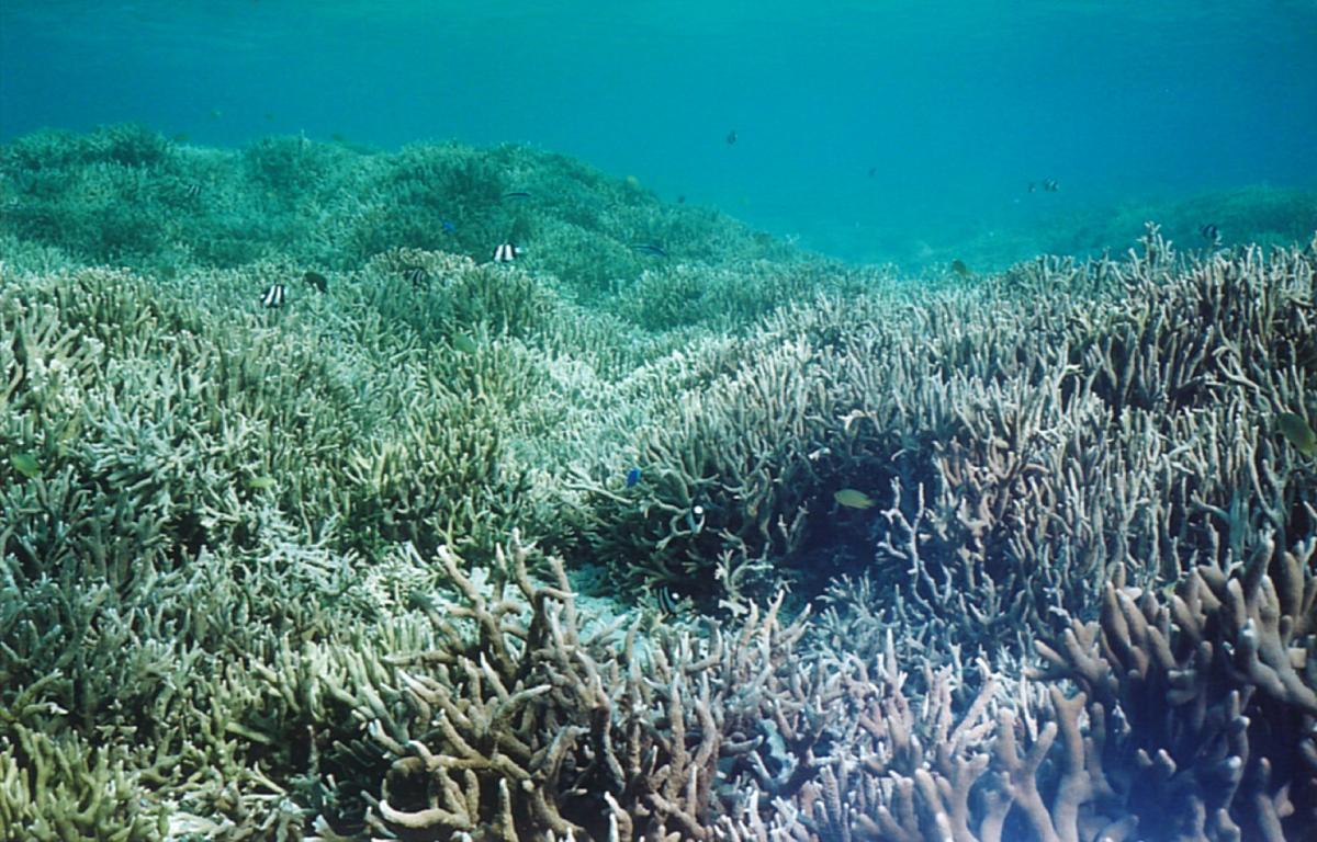 サンゴが消えるとどうなる 沖縄の村がサンゴを守るわけ Yahoo Japan Sdgs 豊かな未来のきっかけを届ける