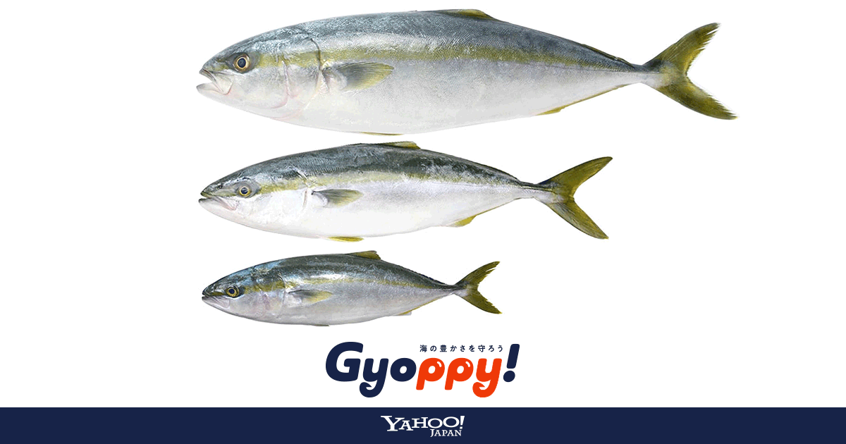 魚の名前いろいろ 出世魚と名前が変わる魚たち Gyoppy ギョッピー 海から 魚から ハッピーをつくるメディア Yahoo Japan