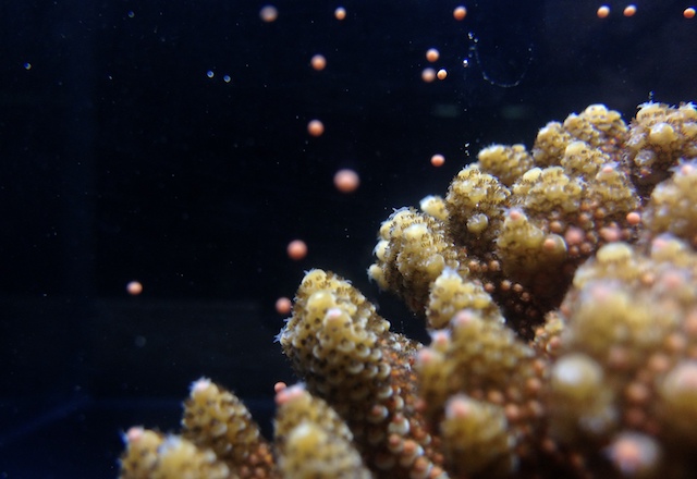 サンゴの産卵の様子