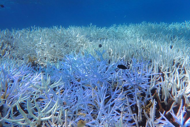 八重干瀬の白化サンゴの写真