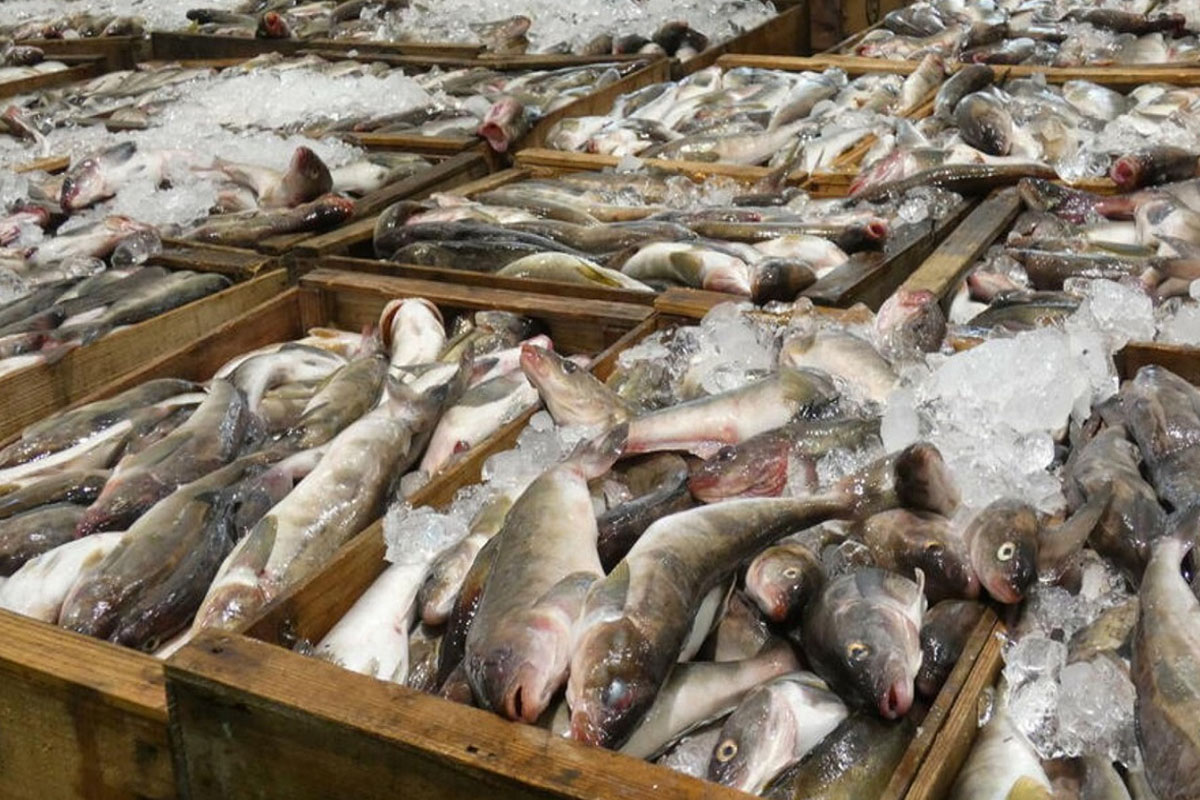 青森でイカ・サバ激減――日本の海の異変、ひたひたと迫る「魚種交替」と「温暖化」