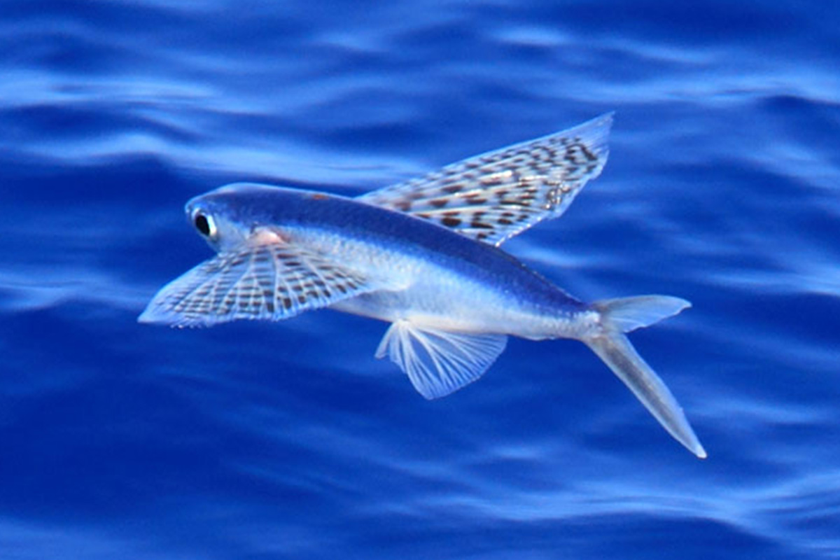 トビウオ、銀ビレで大海原を翔ける魚