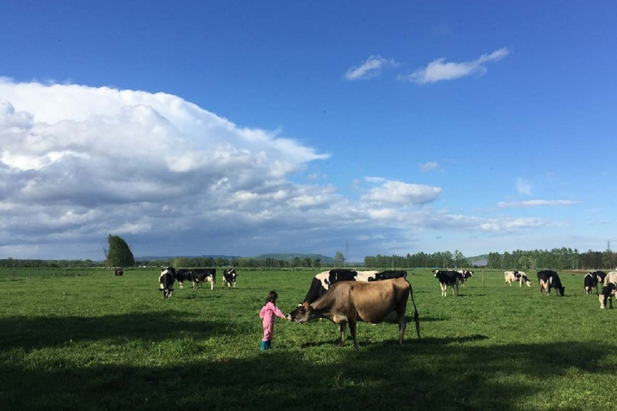 牛乳買って牛の飼育環境を改善「アニマルウェルフェア認証」とは